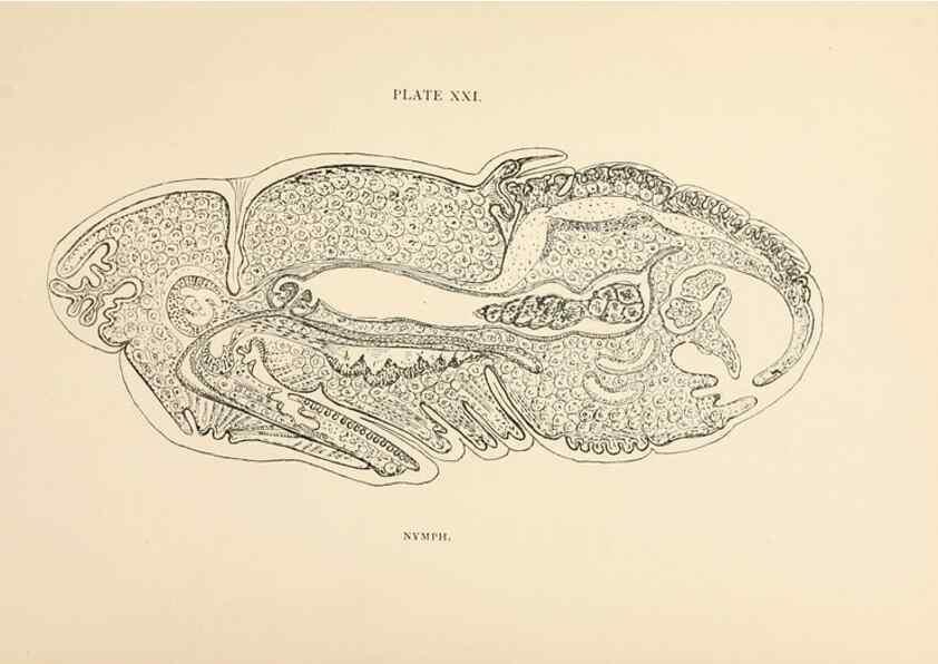Reproducción/Reproduction 9125575903: The anatomy, physiology, morphology and development of the blow-fly (Calliphora erythrocephala). London,Published for the author by R. H. Porter,1890-95.