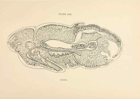 Reproducción/Reproduction 9125575903: The anatomy, physiology, morphology and development of the blow-fly (Calliphora erythrocephala). London,Published for the author by R. H. Porter,1890-95.