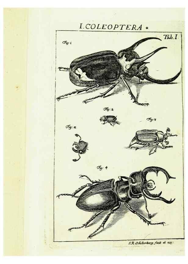 Reproducción/Reproduction 9183914454: Die Kennzeichen der Insekten, nach Anleitung des Königl. schwed. Ritters und Leibarzts Karl Linnaeus, durch XXIV.. Zürich,Heidegger und comp.,1761.