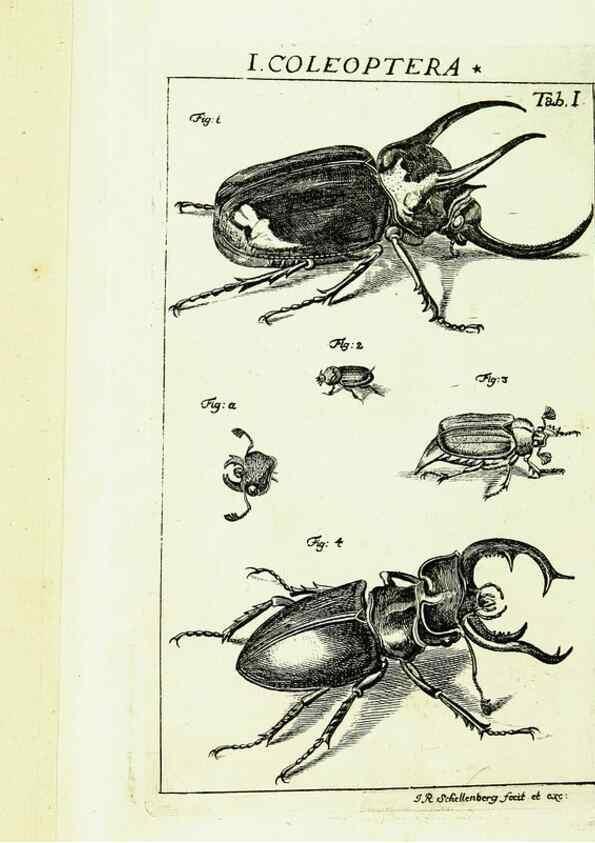 Reproducción/Reproduction 9183914454: Die Kennzeichen der Insekten, nach Anleitung des Königl. schwed. Ritters und Leibarzts Karl Linnaeus, durch XXIV.. Zürich,Heidegger und comp.,1761.