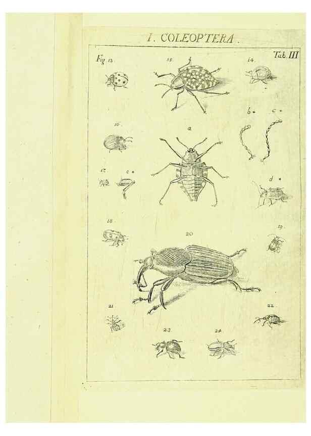 Reproducción/Reproduction 9181704605: Die Kennzeichen der Insekten, nach Anleitung des Königl. schwed. Ritters und Leibarzts Karl Linnaeus, durch XXIV.. Zürich,Heidegger und comp.,1761.