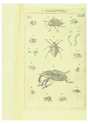 Reproducción/Reproduction 9181704605: Die Kennzeichen der Insekten, nach Anleitung des Königl. schwed. Ritters und Leibarzts Karl Linnaeus, durch XXIV.. Zürich,Heidegger und comp.,1761.