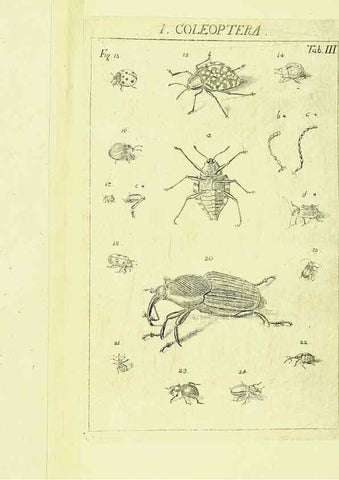 Reproducción/Reproduction 9181704605: Die Kennzeichen der Insekten, nach Anleitung des Königl. schwed. Ritters und Leibarzts Karl Linnaeus, durch XXIV.. Zürich,Heidegger und comp.,1761.