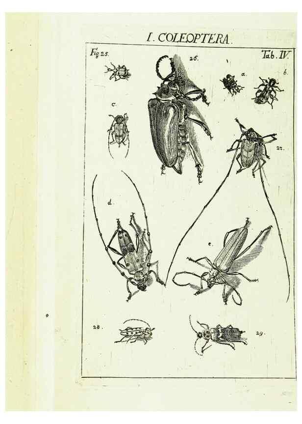 Reproducción/Reproduction 9181705883: Die Kennzeichen der Insekten, nach Anleitung des Königl. schwed. Ritters und Leibarzts Karl Linnaeus, durch XXIV.. Zürich,Heidegger und comp.,1761.