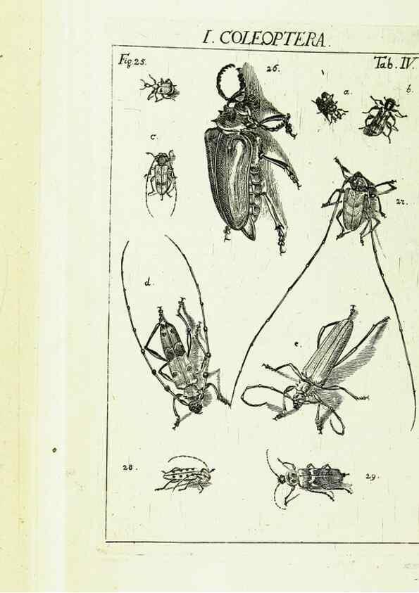 Reproducción/Reproduction 9181705883: Die Kennzeichen der Insekten, nach Anleitung des Königl. schwed. Ritters und Leibarzts Karl Linnaeus, durch XXIV.. Zürich,Heidegger und comp.,1761.