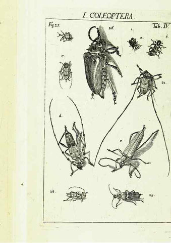Reproducción/Reproduction 9181705883: Die Kennzeichen der Insekten, nach Anleitung des Königl. schwed. Ritters und Leibarzts Karl Linnaeus, durch XXIV.. Zürich,Heidegger und comp.,1761.