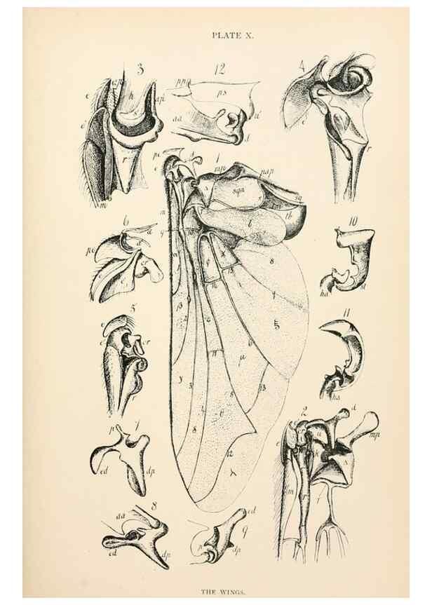 Reproducción/Reproduction 9127773740: The anatomy, physiology, morphology and development of the blow-fly (Calliphora erythrocephala). London,Published for the author by R. H. Porter,1890-95.