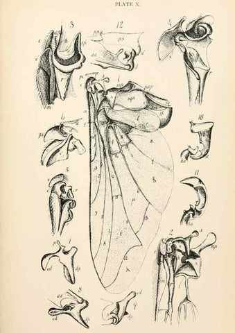 Reproducción/Reproduction 9127773740: The anatomy, physiology, morphology and development of the blow-fly (Calliphora erythrocephala). London,Published for the author by R. H. Porter,1890-95.