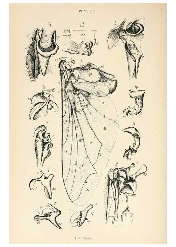 Reproducción/Reproduction 9127771826: The anatomy, physiology, morphology and development of the blow-fly (Calliphora erythrocephala). London,Published for the author by R. H. Porter,1890-95.