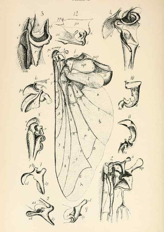 Reproducción/Reproduction 9127771826: The anatomy, physiology, morphology and development of the blow-fly (Calliphora erythrocephala). London,Published for the author by R. H. Porter,1890-95.