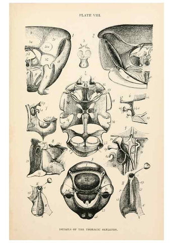 Reproducción/Reproduction 9125550083: The anatomy, physiology, morphology and development of the blow-fly (Calliphora erythrocephala). London,Published for the author by R. H. Porter,1890-95.
