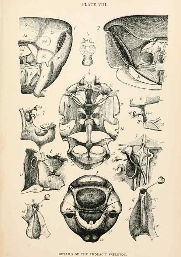 Reproducción/Reproduction 9125550083: The anatomy, physiology, morphology and development of the blow-fly (Calliphora erythrocephala). London,Published for the author by R. H. Porter,1890-95.