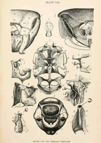 Reproducción/Reproduction 9125550083: The anatomy, physiology, morphology and development of the blow-fly (Calliphora erythrocephala). London,Published for the author by R. H. Porter,1890-95.