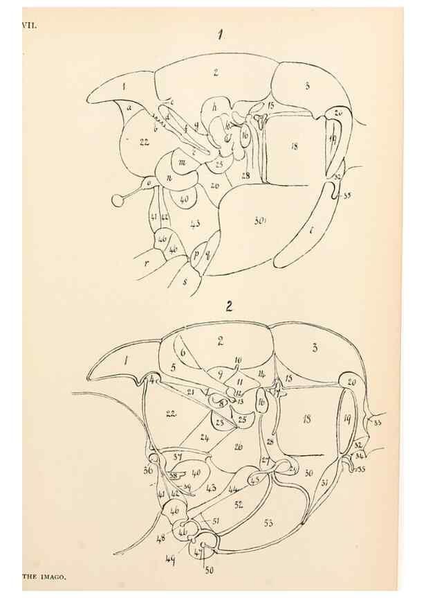 Reproducción/Reproduction 9127767006: The anatomy, physiology, morphology and development of the blow-fly (Calliphora erythrocephala). London,Published for the author by R. H. Porter,1890-95.