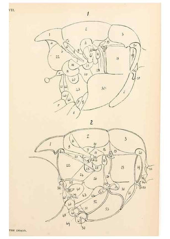 Reproducción/Reproduction 9127767006: The anatomy, physiology, morphology and development of the blow-fly (Calliphora erythrocephala). London,Published for the author by R. H. Porter,1890-95.