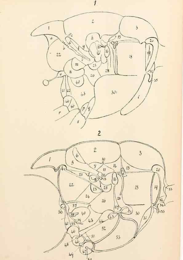 Reproducción/Reproduction 9127767006: The anatomy, physiology, morphology and development of the blow-fly (Calliphora erythrocephala). London,Published for the author by R. H. Porter,1890-95.