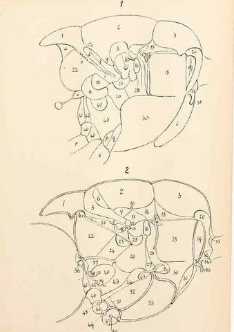 Reproducción/Reproduction 9127767006: The anatomy, physiology, morphology and development of the blow-fly (Calliphora erythrocephala). London,Published for the author by R. H. Porter,1890-95.
