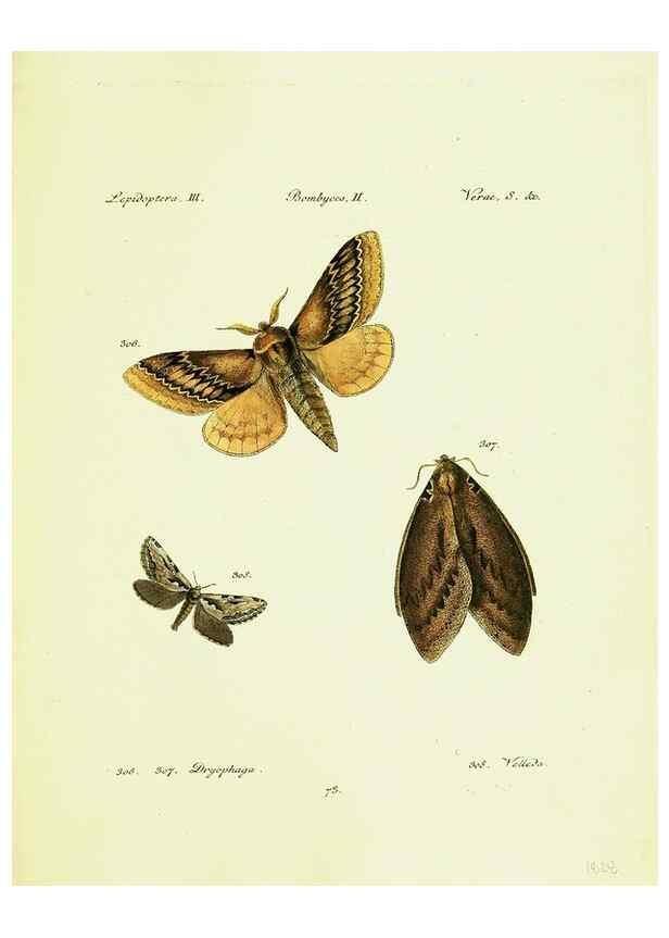 Reproducción/Reproduction 9099417163: Hübner's papilio. S.l. :s.n.,1796-1841