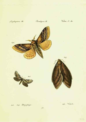 Reproducción/Reproduction 9099417163: Hübner's papilio. S.l. :s.n.,1796-1841