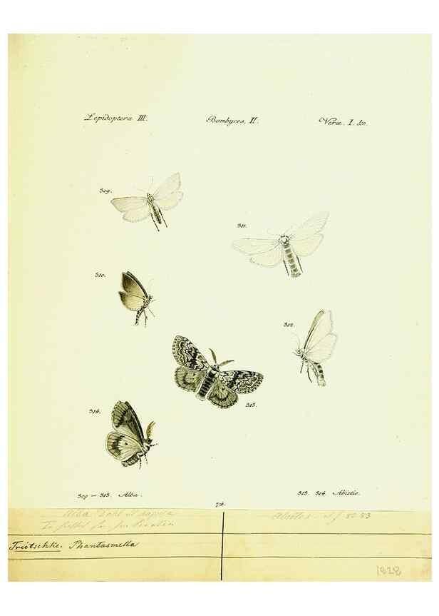 Reproducción/Reproduction 9099419039: Hübner's papilio. S.l. :s.n.,1796-1841