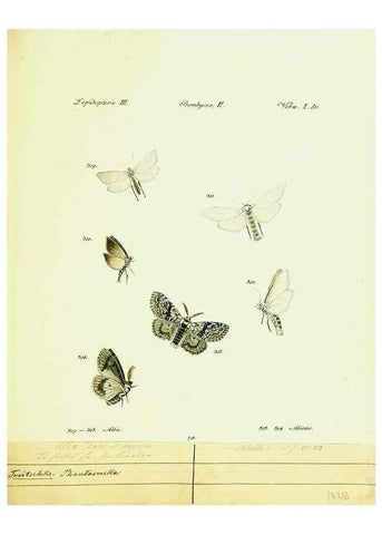 Reproducción/Reproduction 9099419039: Hübner's papilio. S.l. :s.n.,1796-1841