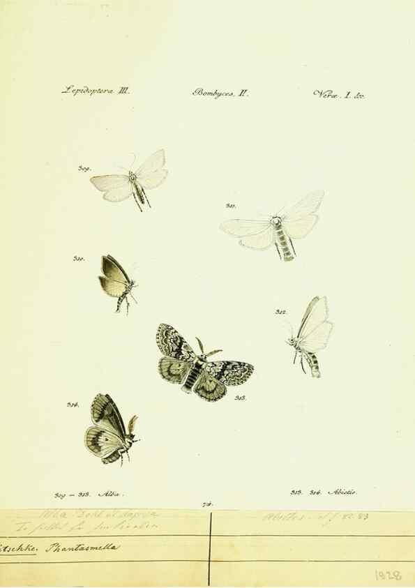 Reproducción/Reproduction 9099419039: Hübner's papilio. S.l. :s.n.,1796-1841