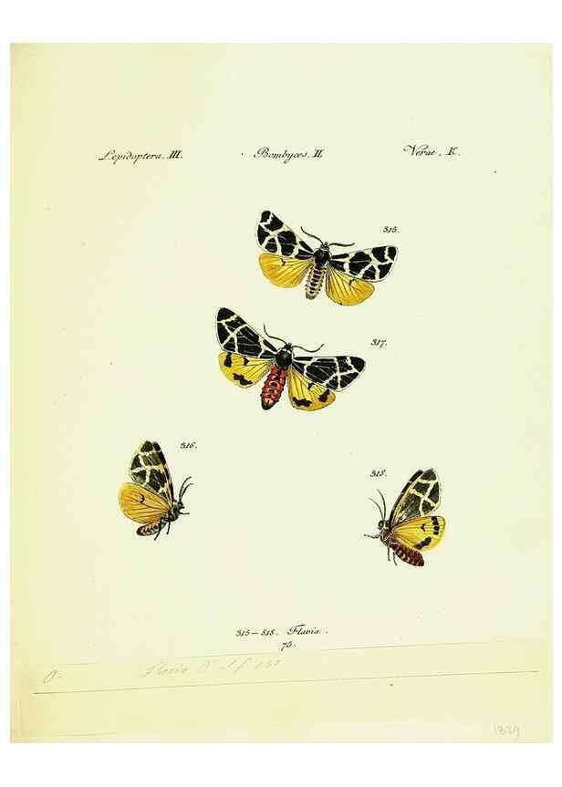 Reproducción/Reproduction 9101652694: Hübner's papilio. S.l. :s.n.,1796-1841