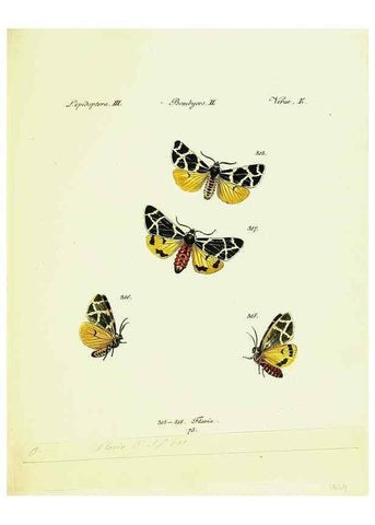 Reproducción/Reproduction 9101652694: Hübner's papilio. S.l. :s.n.,1796-1841