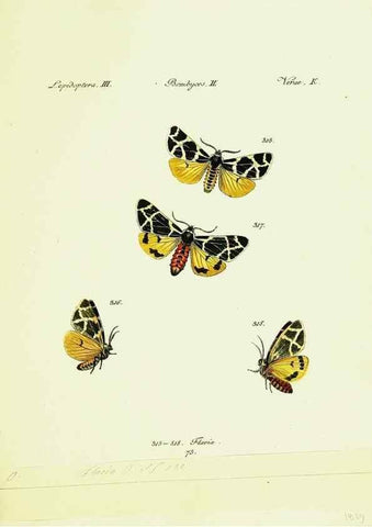 Reproducción/Reproduction 9101652694: Hübner's papilio. S.l. :s.n.,1796-1841