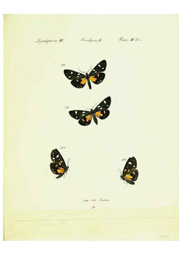 Reproducción/Reproduction 9101654096: Hübner's papilio. S.l. :s.n.,1796-1841