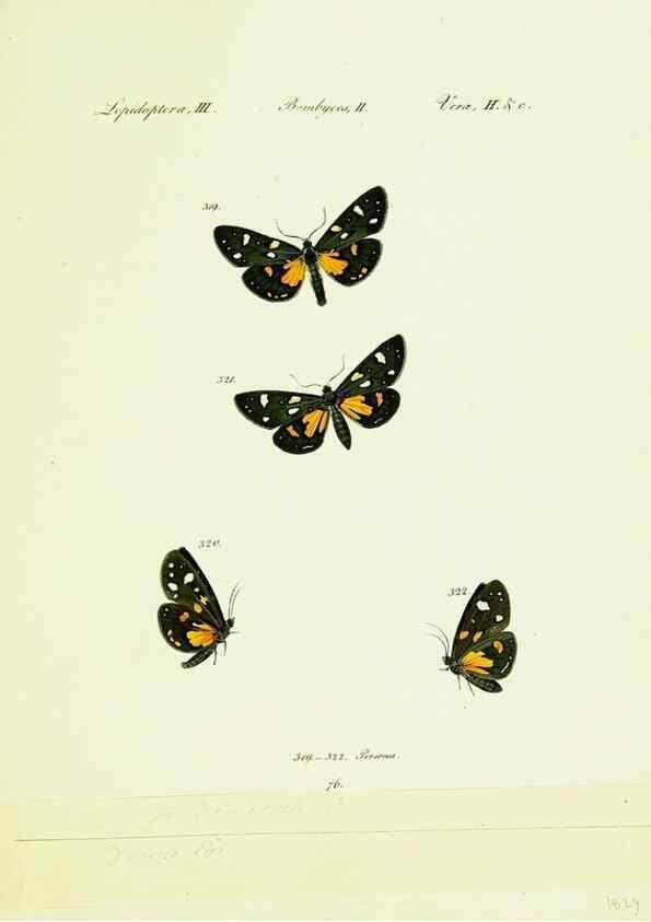 Reproducción/Reproduction 9101654096: Hübner's papilio. S.l. :s.n.,1796-1841