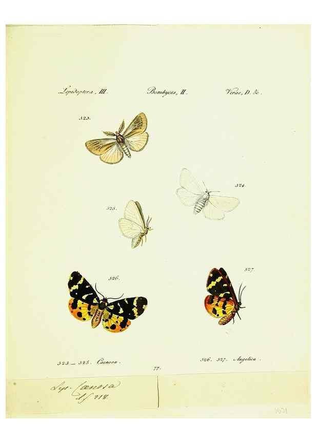 Reproducción/Reproduction 9101655666: Hübner's papilio. S.l. :s.n.,1796-1841