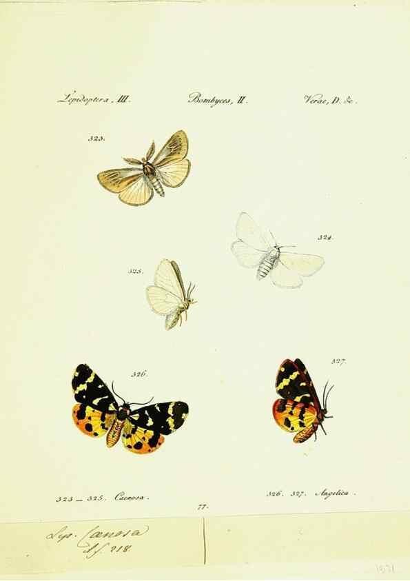 Reproducción/Reproduction 9101655666: Hübner's papilio. S.l. :s.n.,1796-1841