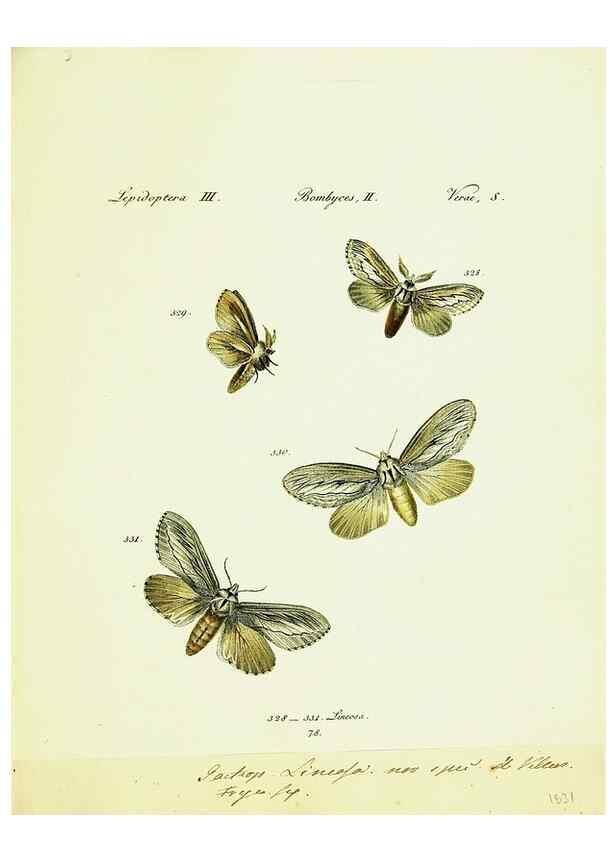 Reproducción/Reproduction 9101657574: Hübner's papilio. S.l. :s.n.,1796-1841