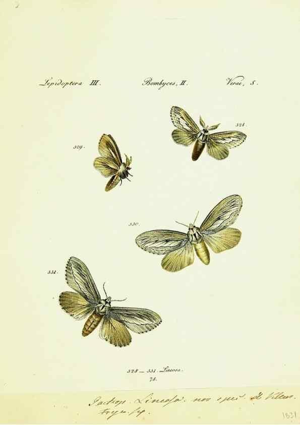 Reproducción/Reproduction 9101657574: Hübner's papilio. S.l. :s.n.,1796-1841