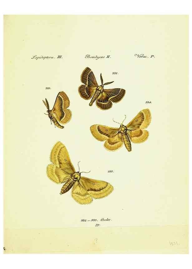 Reproducción/Reproduction 9099427439: Hübner's papilio. S.l. :s.n.,1796-1841