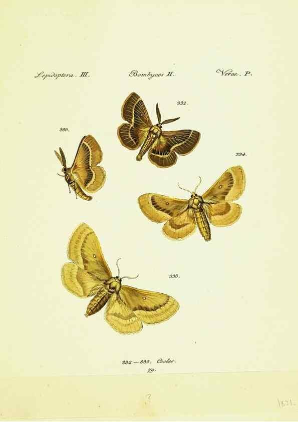 Reproducción/Reproduction 9099427439: Hübner's papilio. S.l. :s.n.,1796-1841