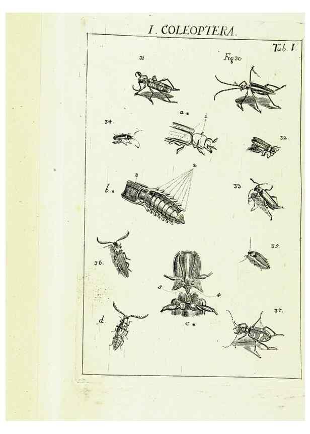 Reproducción/Reproduction 9181707063: Die Kennzeichen der Insekten, nach Anleitung des Königl. schwed. Ritters und Leibarzts Karl Linnaeus, durch XXIV.. Zürich,Heidegger und comp.,1761.