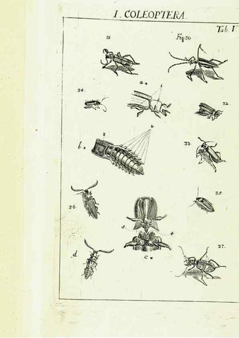 Reproducción/Reproduction 9181707063: Die Kennzeichen der Insekten, nach Anleitung des Königl. schwed. Ritters und Leibarzts Karl Linnaeus, durch XXIV.. Zürich,Heidegger und comp.,1761.