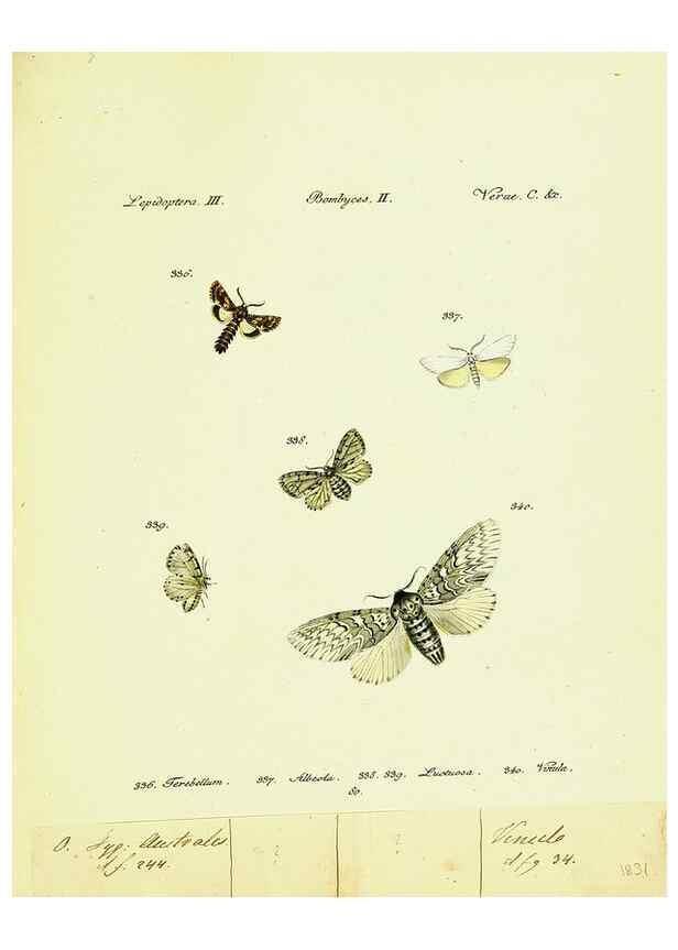 Reproducción/Reproduction 9099428679: Hübner's papilio. S.l. :s.n.,1796-1841