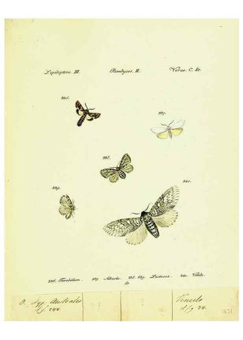 Reproducción/Reproduction 9099428679: Hübner's papilio. S.l. :s.n.,1796-1841