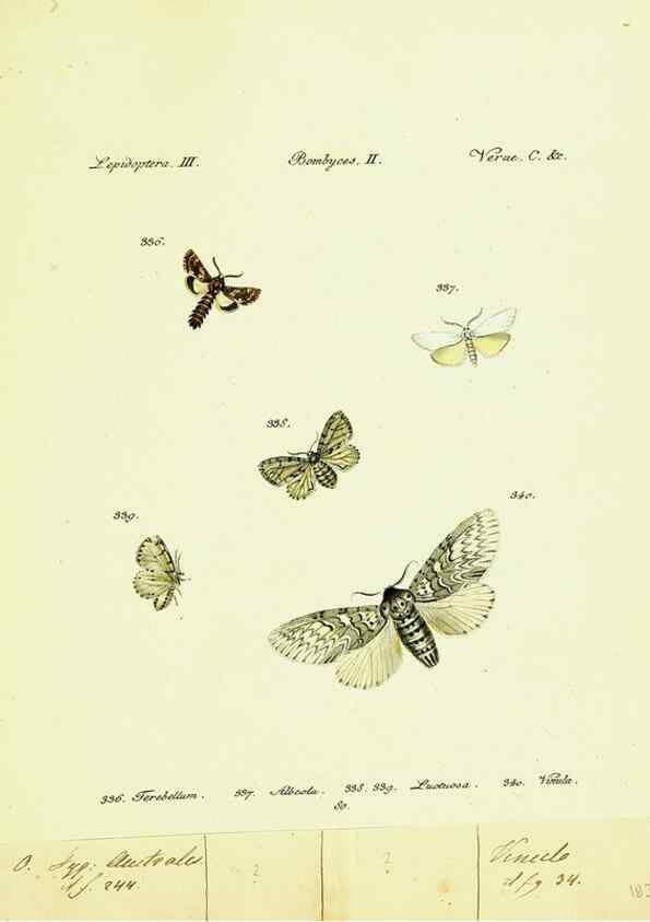 Reproducción/Reproduction 9099428679: Hübner's papilio. S.l. :s.n.,1796-1841