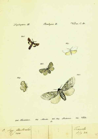 Reproducción/Reproduction 9099428679: Hübner's papilio. S.l. :s.n.,1796-1841
