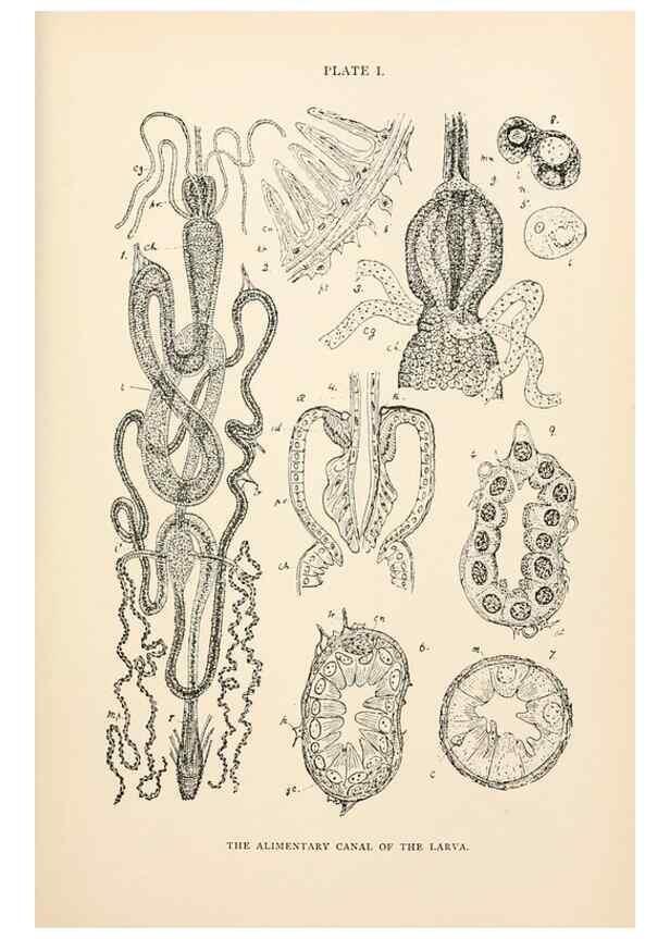 Reproducción/Reproduction 9127750002: The anatomy, physiology, morphology and development of the blow-fly (Calliphora erythrocephala). London,Published for the author by R. H. Porter,1890-95.