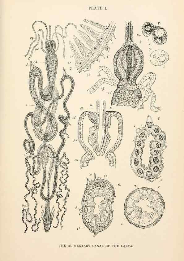 Reproducción/Reproduction 9127750002: The anatomy, physiology, morphology and development of the blow-fly (Calliphora erythrocephala). London,Published for the author by R. H. Porter,1890-95.