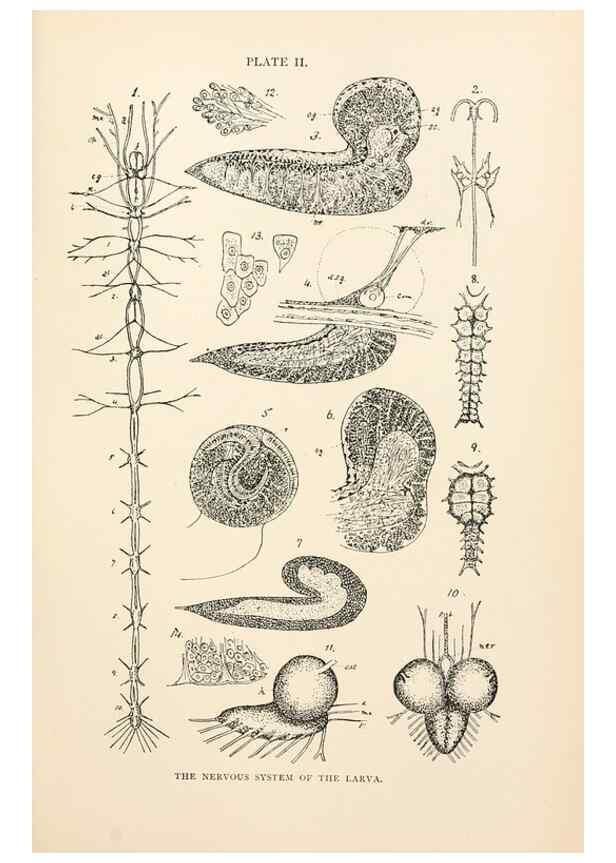 Reproducción/Reproduction 9127752072: The anatomy, physiology, morphology and development of the blow-fly (Calliphora erythrocephala). London,Published for the author by R. H. Porter,1890-95.