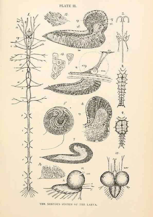 Reproducción/Reproduction 9127752072: The anatomy, physiology, morphology and development of the blow-fly (Calliphora erythrocephala). London,Published for the author by R. H. Porter,1890-95.