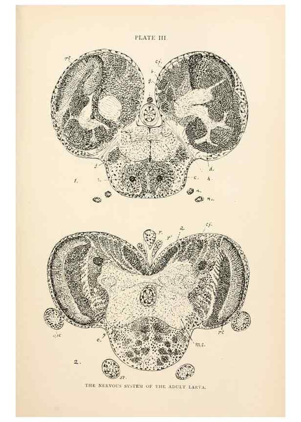 Reproducción/Reproduction 9127754224: The anatomy, physiology, morphology and development of the blow-fly (Calliphora erythrocephala). London,Published for the author by R. H. Porter,1890-95.