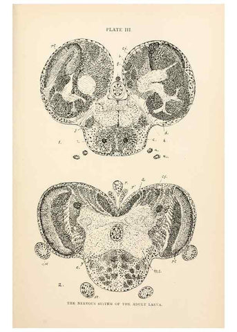 Reproducción/Reproduction 9127754224: The anatomy, physiology, morphology and development of the blow-fly (Calliphora erythrocephala). London,Published for the author by R. H. Porter,1890-95.