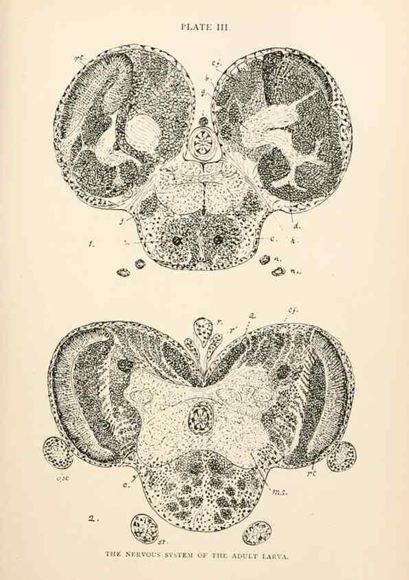 Reproducción/Reproduction 9127754224: The anatomy, physiology, morphology and development of the blow-fly (Calliphora erythrocephala). London,Published for the author by R. H. Porter,1890-95.